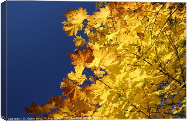 Golden Leaves Canvas Print by Alister Firth Photography