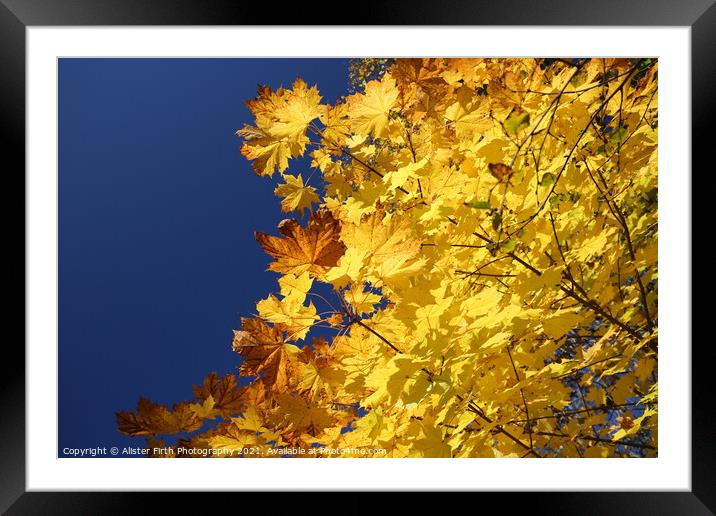 Golden Leaves Framed Mounted Print by Alister Firth Photography