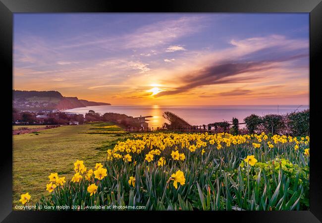 Daffodil Sunrise Framed Print by Gary Holpin