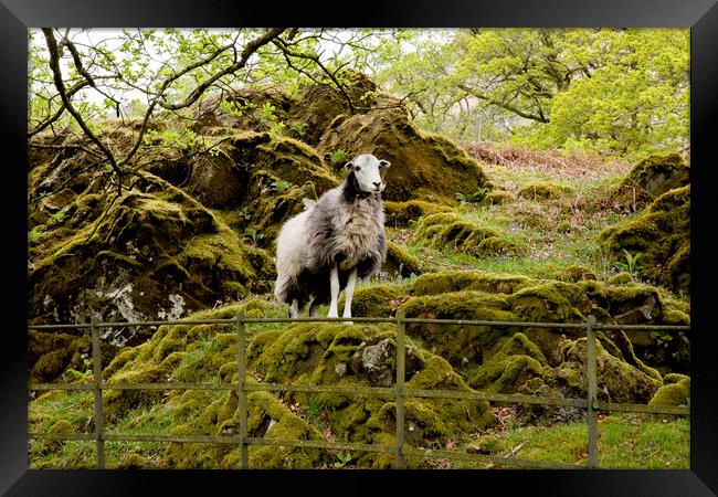 Herdwick Sheep Framed Print by Roger Green