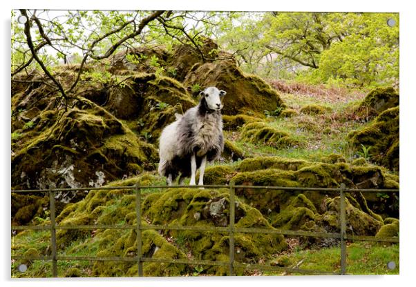 Herdwick Sheep Acrylic by Roger Green