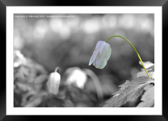 spring wood anemone white flower Framed Mounted Print by Ollie Hully