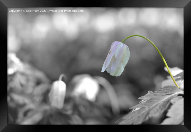 spring wood anemone white flower Framed Print by Ollie Hully