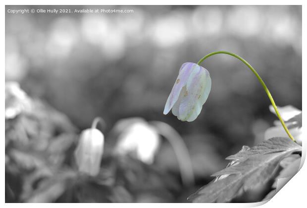spring wood anemone white flower Print by Ollie Hully