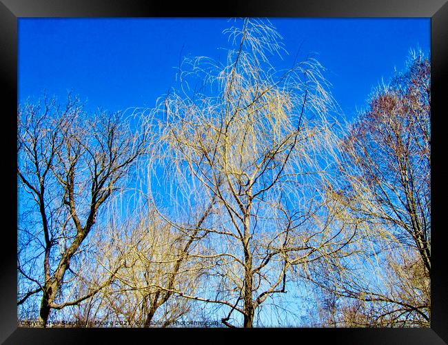 Spring is coming! Framed Print by Stephanie Moore