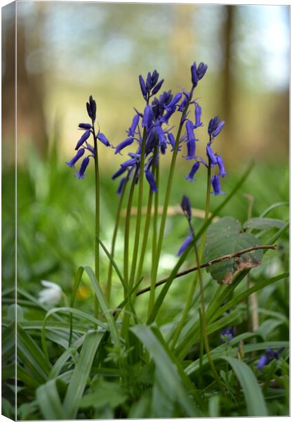 English bluebells in forest Canvas Print by Ollie Hully