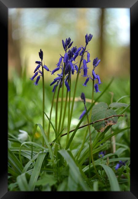 English bluebells in forest Framed Print by Ollie Hully