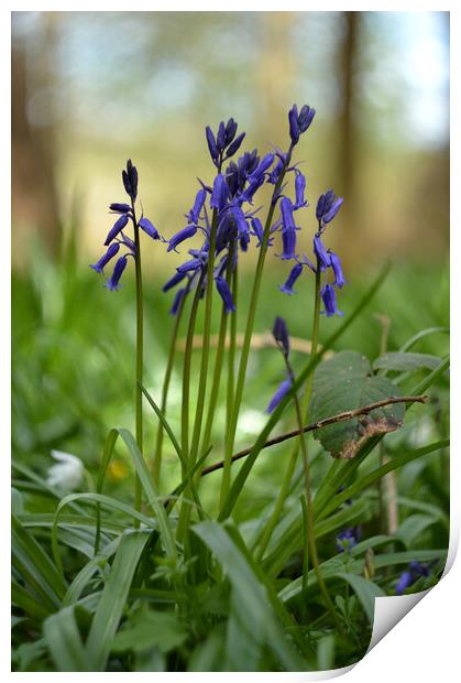 English bluebells in forest Print by Ollie Hully