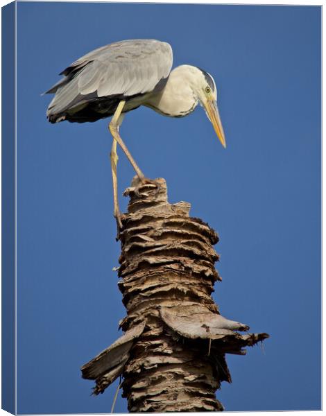 Heron standing on palm tree in Maldives Canvas Print by mark humpage