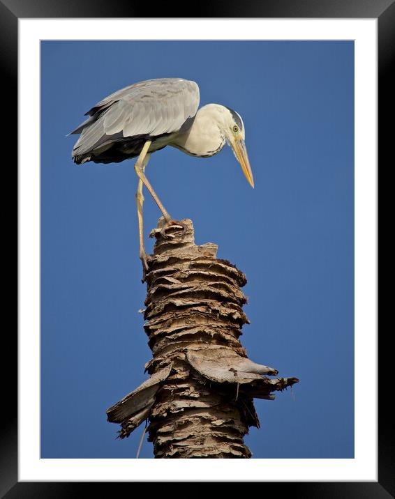 Heron standing on palm tree in Maldives Framed Mounted Print by mark humpage