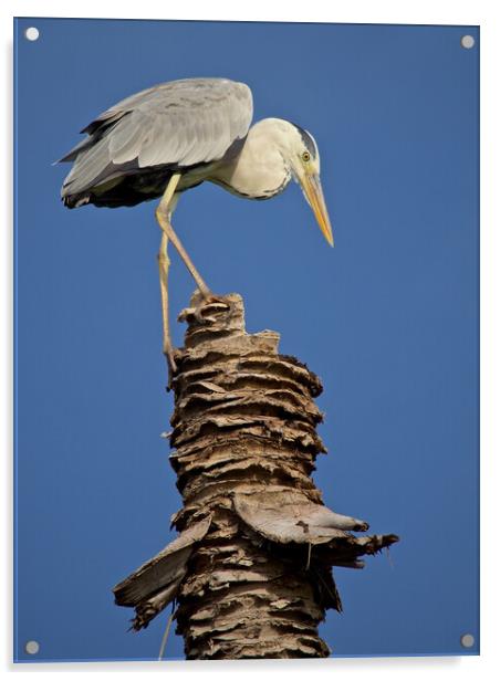 Heron standing on palm tree in Maldives Acrylic by mark humpage