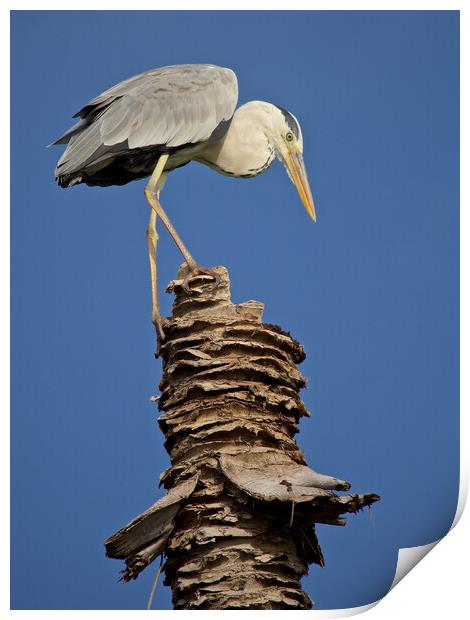 Heron standing on palm tree in Maldives Print by mark humpage