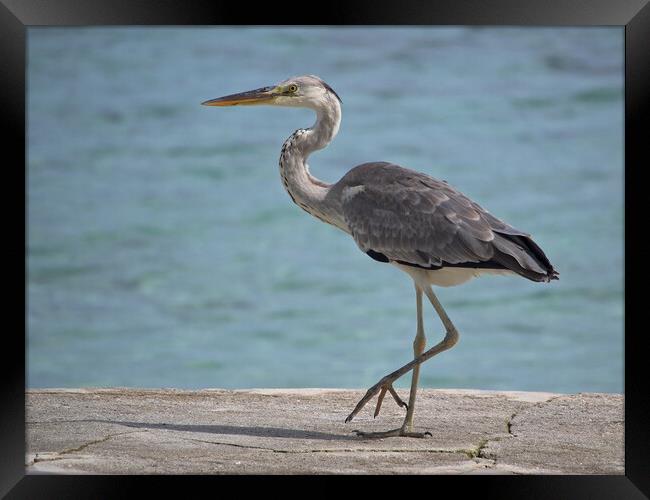 Heron standing next to water in Maldives Framed Print by mark humpage