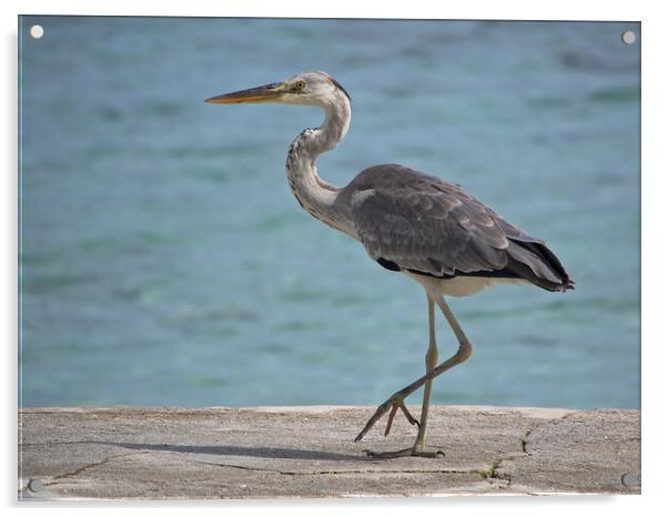 Heron standing next to water in Maldives Acrylic by mark humpage
