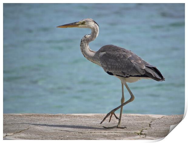 Heron standing next to water in Maldives Print by mark humpage
