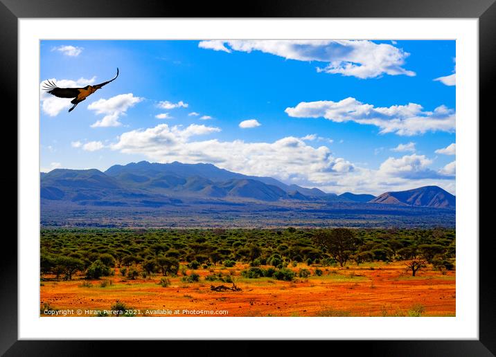 Bird in Volcanic Landscape, Kenya Framed Mounted Print by Hiran Perera