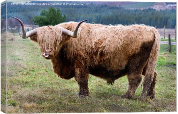 Cheeky Highland Bull Canvas Print by Jacqi Elmslie