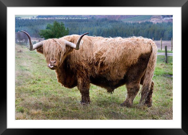 Cheeky Highland Bull Framed Mounted Print by Jacqi Elmslie