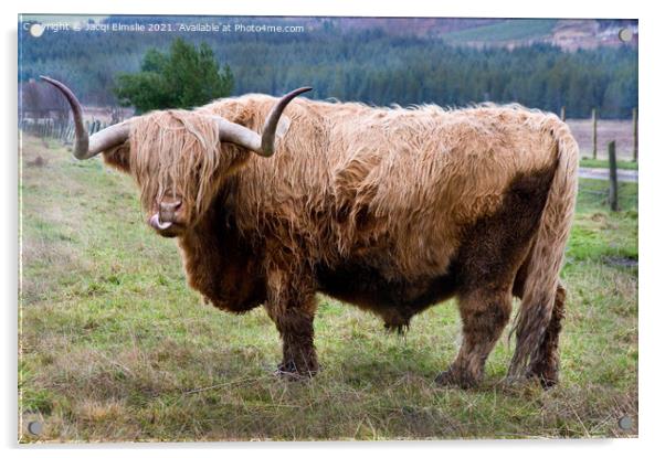 Cheeky Highland Bull Acrylic by Jacqi Elmslie