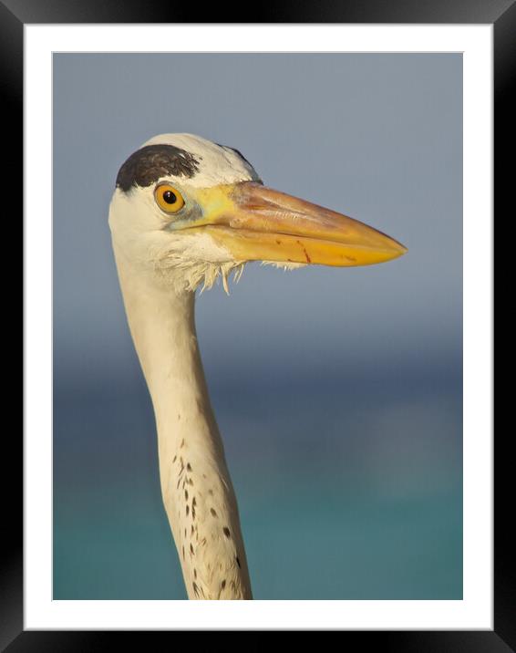 Heron close up in Maldives Framed Mounted Print by mark humpage