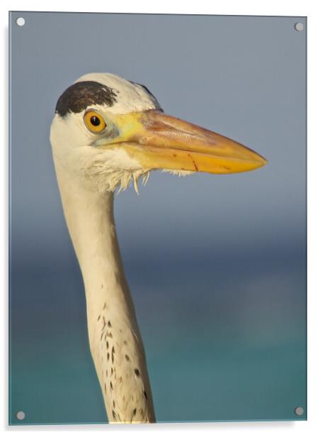 Heron close up in Maldives Acrylic by mark humpage