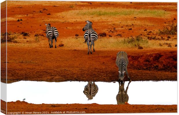 Zebra Drinking at Waterhole, Kenya Canvas Print by Hiran Perera