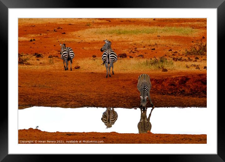 Zebra Drinking at Waterhole, Kenya Framed Mounted Print by Hiran Perera