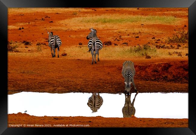 Zebra Drinking at Waterhole, Kenya Framed Print by Hiran Perera