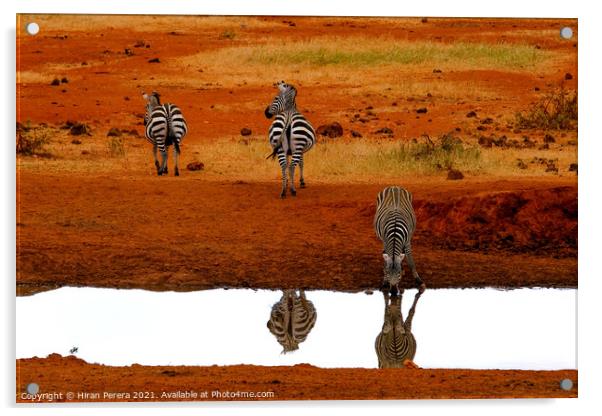 Zebra Drinking at Waterhole, Kenya Acrylic by Hiran Perera