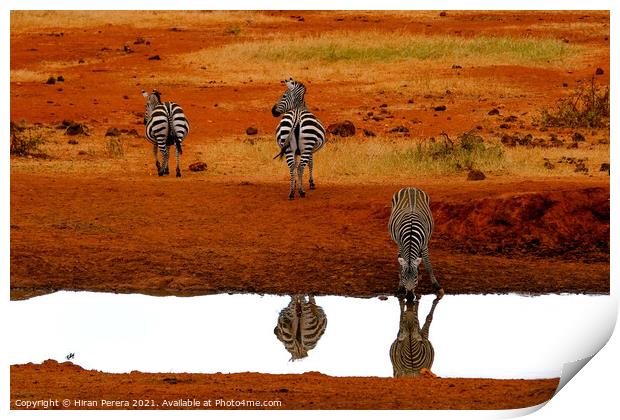 Zebra Drinking at Waterhole, Kenya Print by Hiran Perera