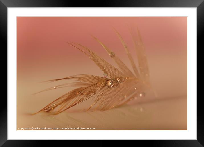 Water droplets on feather closeup  Framed Mounted Print by Rika Hodgson