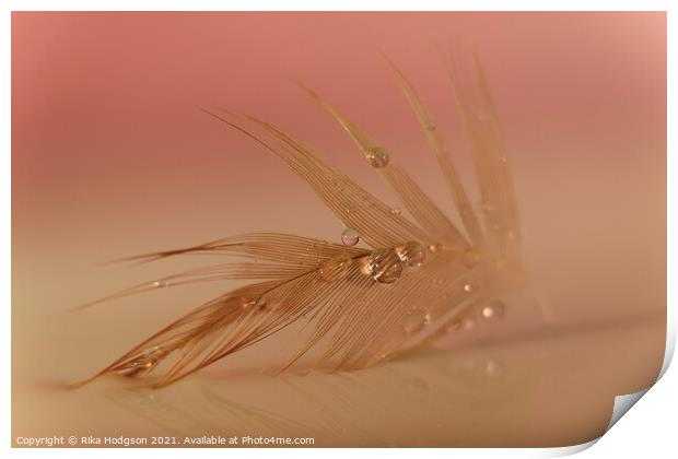 Water droplets on feather closeup  Print by Rika Hodgson