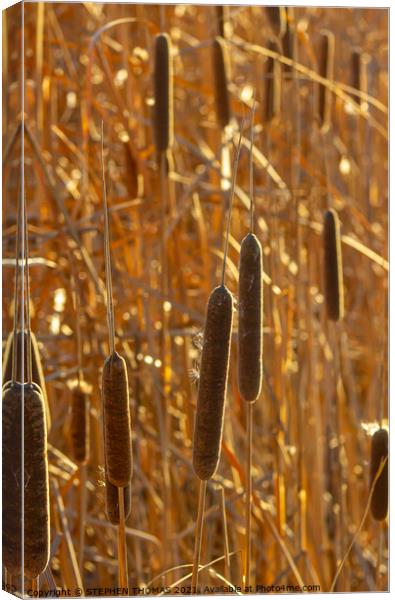 Bulrushes in Golden Sunlight Canvas Print by STEPHEN THOMAS