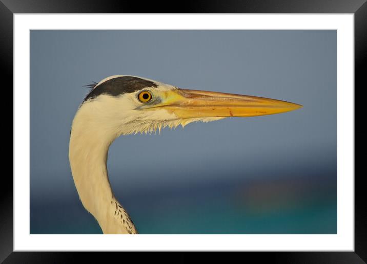 Close up of heron head in Maldives Framed Mounted Print by mark humpage