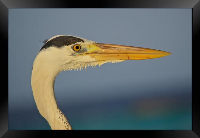 Close up of heron head in Maldives Framed Print by mark humpage