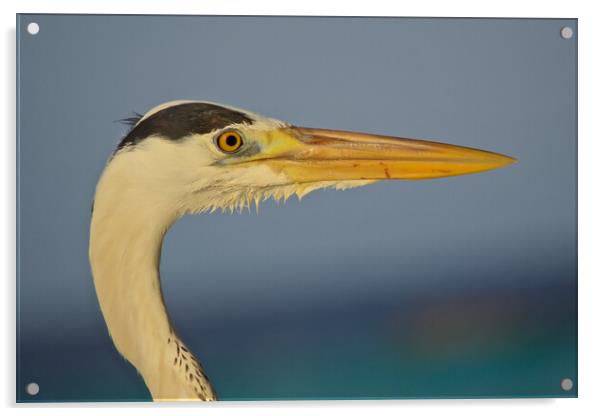 Close up of heron head in Maldives Acrylic by mark humpage