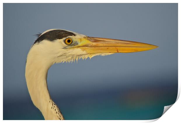 Close up of heron head in Maldives Print by mark humpage