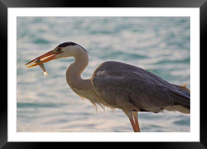 Heron with fish in mouth in Maldives Framed Mounted Print by mark humpage