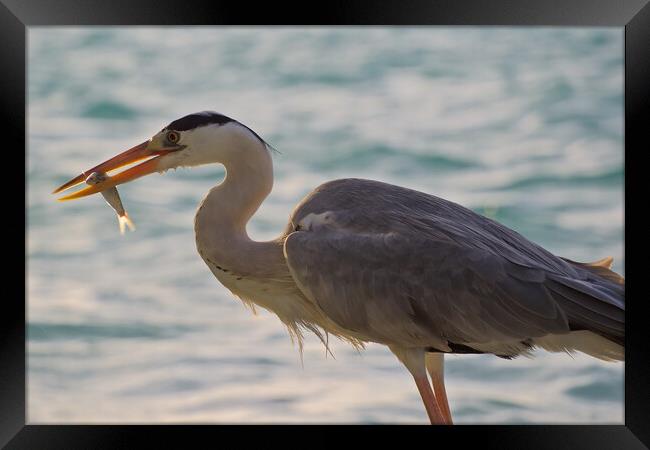 Heron with fish in mouth in Maldives Framed Print by mark humpage