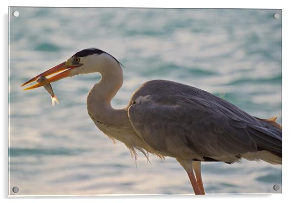 Heron with fish in mouth in Maldives Acrylic by mark humpage