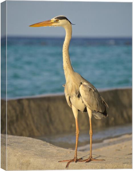 Heron standing next to water in Maldives Canvas Print by mark humpage