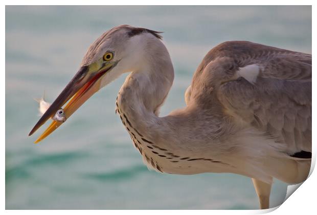 Heron next to water with fish in beak in Maldives Print by mark humpage