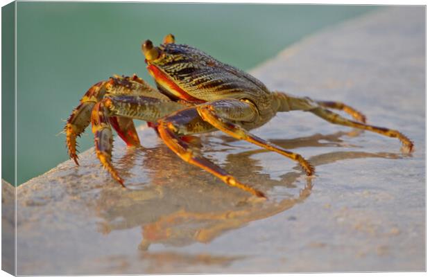 Crab sitting next to water in Maldives Canvas Print by mark humpage