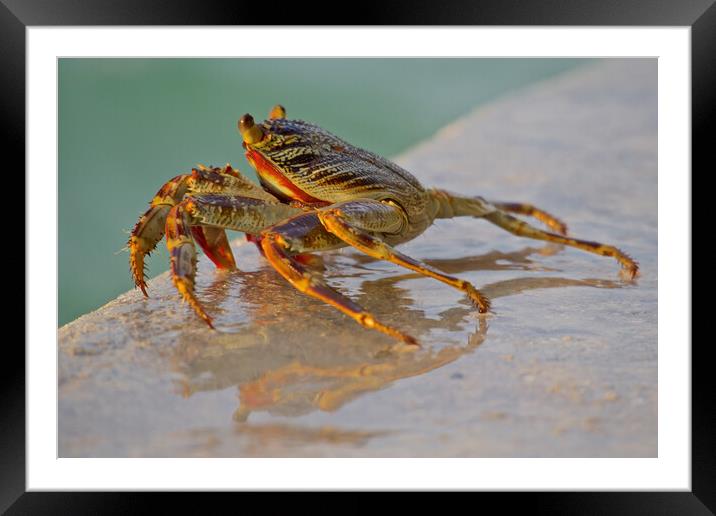 Crab sitting next to water in Maldives Framed Mounted Print by mark humpage