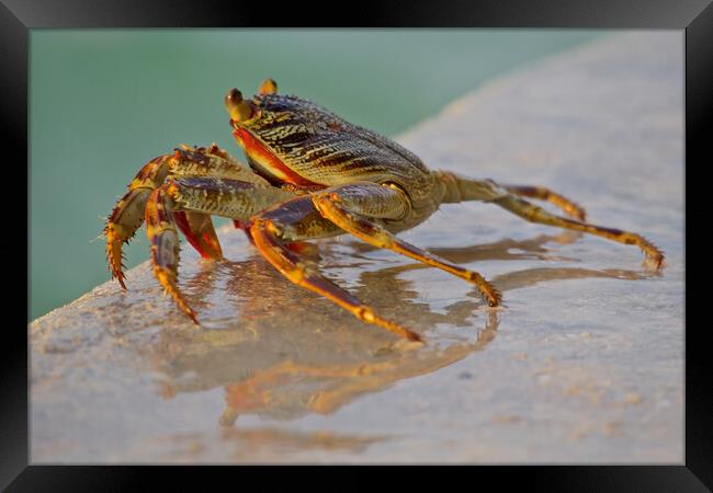 Crab sitting next to water in Maldives Framed Print by mark humpage