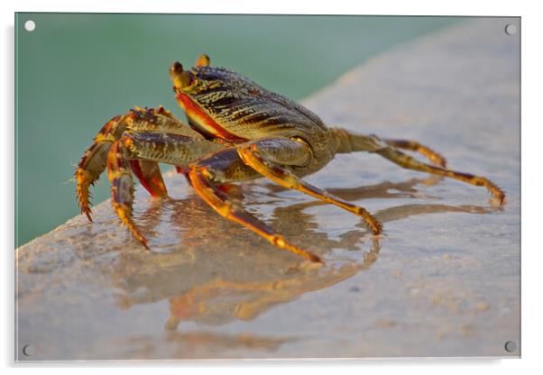 Crab sitting next to water in Maldives Acrylic by mark humpage