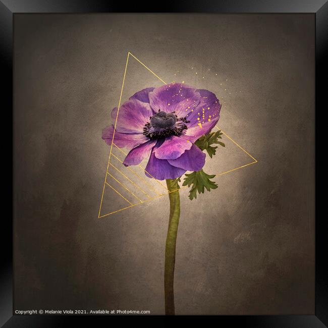 Graceful flower - Anemone coronaria | vintage style gold Framed Print by Melanie Viola