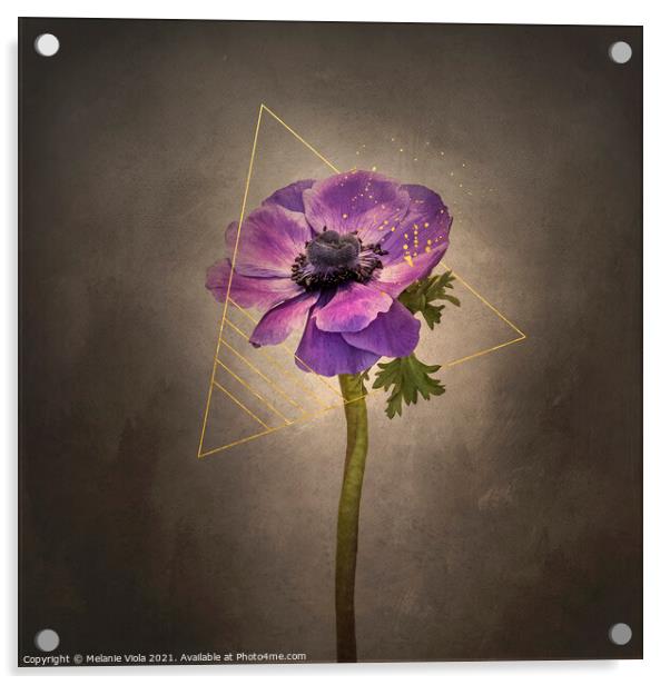 Graceful flower - Anemone coronaria | vintage style gold Acrylic by Melanie Viola