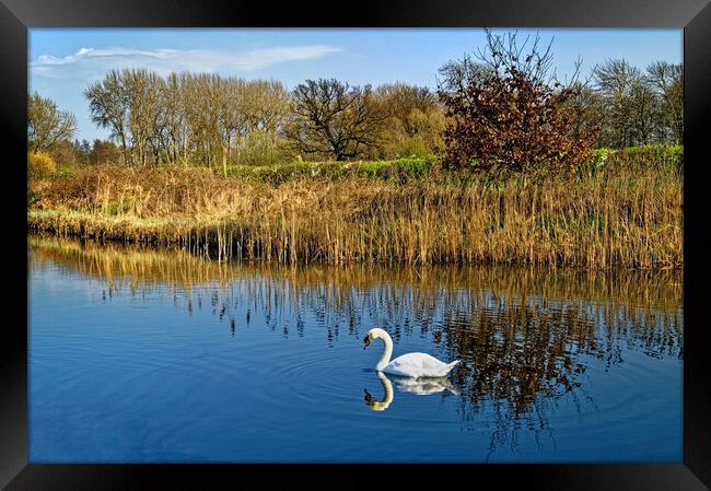 Blown in the Wind Framed Print by Darren Galpin