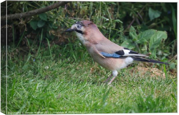 Jay on grass Canvas Print by Simon Marlow